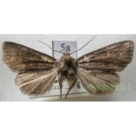 Oligia strigilis (Linnaeus, 1758) Czech5a